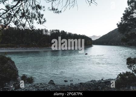 Una barca con i turisti viaggia rapidamente lungo il giro del fiume turchese di montagna Katun vicino alle rive di pietra con alberi di conifere nella Altai i. Foto Stock