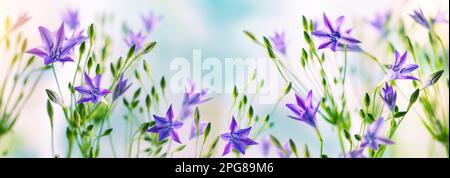 Bellissimi fiori lilla di trithelia. Fiori primaverili in fiore nel giardino ornamentale. banner Foto Stock