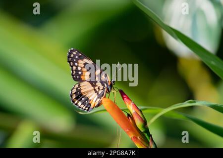 Border Patch Butterfly sorseggiando nettare da un fiore d'arancio. Foto Stock