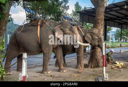 Due elefanti asiatici che indossano urla, o sedili, sono incatenati agli alberi mentre aspettano i turisti a buon Jun, Lien Son, Vietnam. Foto Stock