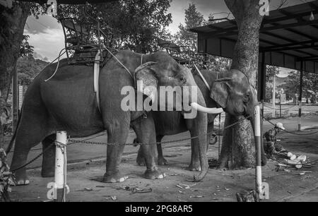 Due elefanti asiatici che indossano urla, o sedili, sono incatenati agli alberi mentre aspettano i turisti a buon Jun, Lien Son, Vietnam. Foto Stock