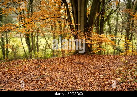 Foglie autunnali nei boschi del castello di Pickering. Foto Stock