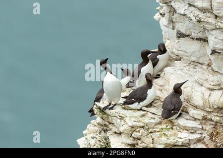 Guillemots, nome scientifico: Uria aalge, un bazar di Guillemots adulti arroccato su un'alta scogliera a Bempton Cliffs, East Yorkshire. Pulire il turchese Foto Stock