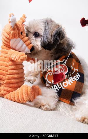 Foto Shih Tzu cane sniffare il suo giocattolo Foto Stock