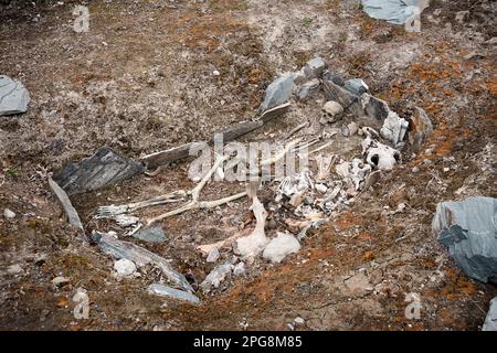 Scavi archeologici. Resti umani, ossa di scheletro e teschi nella tomba a terra. Foto Stock