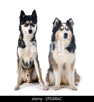 Giovani Huskies siberiani di fronte a sfondo bianco Foto Stock