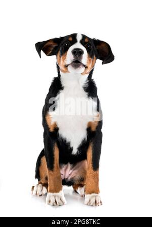 Cucciolo Appenzeller Sennenhund di fronte a sfondo bianco Foto Stock