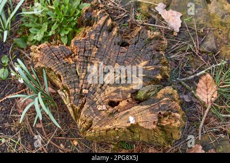 Parte vecchia e deputrita del tronco dell'albero in piccolo giardino di brughiera. 900ft, North Yorkshire Foto Stock