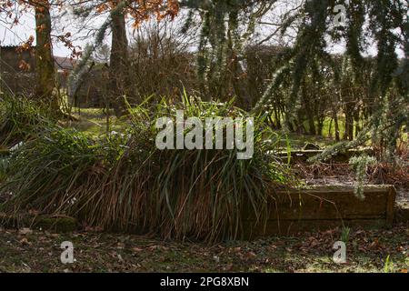 Nel mese di febbraio, un clump retroilluminato di Nut Sedge inizia a mescolare il sole di primavera. Piccola tenuta di Moorland a 900ft. North Yorkshire Foto Stock