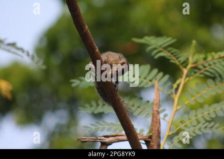 Gli scoiattoli sono roditori di piccole e medie dimensioni noti per le loro code cespugliose e la loro capacità di arrampicarsi sugli alberi con grande agilità. Foto Stock