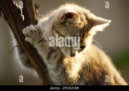 Il giovane gatto scherzoso graffia i suoi artigli su un tronco d'uva nel giardino. Foto Stock