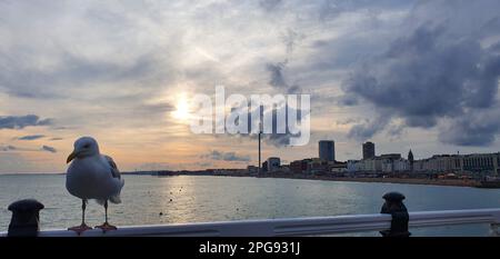 Un gabbiano arroccato sulla recinzione sullo sfondo di un maestoso tramonto morbido sul mare Foto Stock