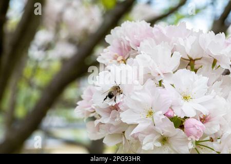 Una scena primaverile raffigurante come un'ape cena sul nettare da una fioritura di mele del paradiso e la impollinata allo stesso tempo. Foto Stock