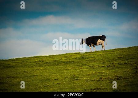 Una mucca si erge da sola su una collina verde lussureggiante sotto un cielo blu incontaminato Foto Stock