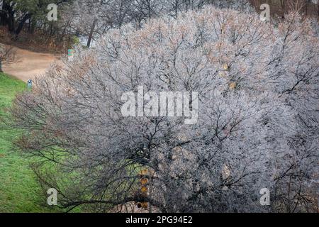 La tempesta di ghiaccio di febbraio copre querce vive ad Austin, Texas. Foto Stock