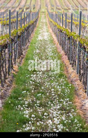Vigneto in Pfalz, Germania Foto Stock