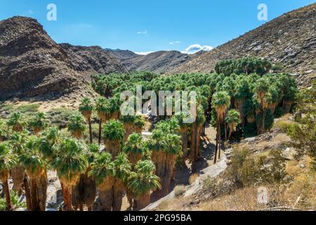 Washingtonia filiferas, palme native della California nei canyon indiani, Palm Springs Foto Stock