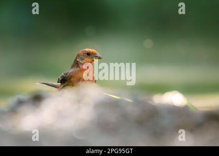 GUADALAJARA, JALISCO / MESSICO - 17 MARZO 2021. Una femmina di casa (mexicanus emorhous) bere acqua da un piccolo torrente. Foto Stock