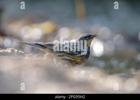 GUADALAJARA, JALISCO / MESSICO - 17 MARZO 2021. Un guerriero dal rombo giallo (setophaga coronata) che beve acqua da un piccolo torrente. Foto Stock