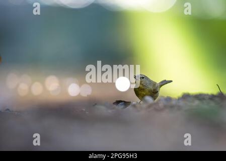 GUADALAJARA, JALISCO / MESSICO - 17 MARZO 2021. Un calciatore con corona arancione (leiotlypis celata) che beve acqua da un piccolo torrente. Foto Stock