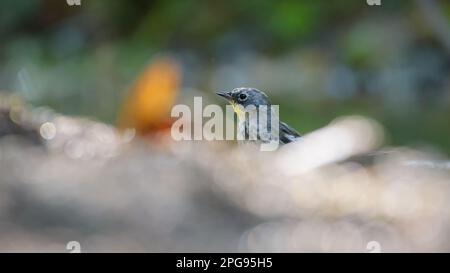 GUADALAJARA, JALISCO / MESSICO - 17 MARZO 2021. Un guerriero dal rombo giallo (setophaga coronata) che beve acqua da un piccolo torrente. Foto Stock