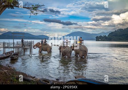 I turisti nazionali vietnamiti cavalcano sul retro di tre elefanti in un lago presso il villaggio di minoranza etnica di buon Jun Mnong, Lien Son, Vietnam. Foto Stock