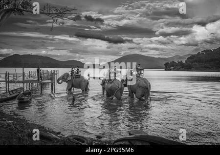 I turisti nazionali vietnamiti cavalcano sul retro di tre elefanti in un lago presso il villaggio di minoranza etnica di buon Jun Mnong, Lien Son, Vietnam. Foto Stock