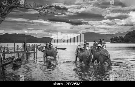 I turisti nazionali vietnamiti cavalcano sul retro di tre elefanti in un lago presso il villaggio di minoranza etnica di buon Jun Mnong, Lien Son, Vietnam. Foto Stock