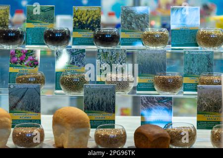 Grodno, Bielorussia - 16 marzo 2023: Bicchieri di vetro con diversi tipi di campioni di semi sugli scaffali presentati dall'Accademia Nazionale delle Scienze sulla Exhi Foto Stock