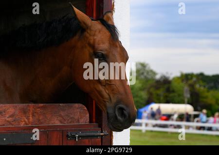 La testa del cavallo sopra la porta della stalla bullonata (primo piano laterale, partecipante al concorso equestre, evento dello showground) - Great Yorkshire Show, Harrogate, England, UK. Foto Stock
