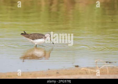 Un Sandpiper palude che attraversa le acque paludose alla periferia di Bhuj, Gujarat, in un'area conosciuta come Grande rann di kutch Foto Stock