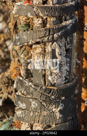 Vecchia corda e fungo intorno ad un posto di ormeggio su un porto Foto Stock