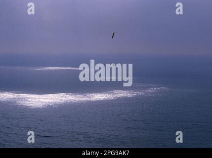 Gabbiani e mare. Giochi di luce sulle onde. Gabbiani e la superficie del mare. Capo Caccia. Alghero. Sardegna. Italia Foto Stock