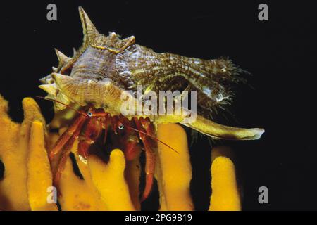Un granchio eremita Dardanus calidus cammina su una spugna del genere Axinella. Sulcis-Iglesiente, Iglesias Foto Stock