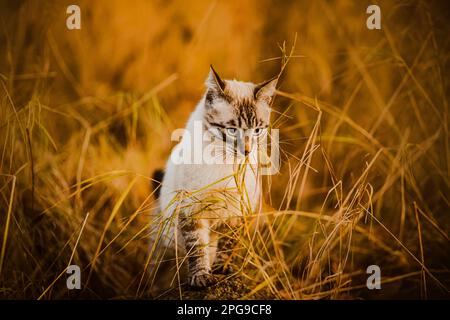 Carino gatto tabby cammina tra l'erba alta secca in autunno. Una passeggiata di un animale domestico in natura. Foto Stock