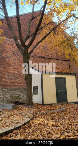 Un grande albero deciduo sorge accanto ad un alto edificio in mattoni, i cui rami sono ornati da colorate foglie autunnali cadute Foto Stock