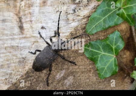Weberbock, Weber-Bock, Schwarzer Weberbock, Lamia textor, Pachystola textor, Coleottero Weaver, le Lamie tisserand Foto Stock