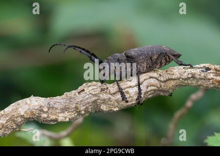 Weberbock, Weber-Bock, Schwarzer Weberbock, Lamia textor, Pachystola textor, Coleottero Weaver, le Lamie tisserand Foto Stock