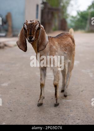 Una capra giovane in una strada a Murshidabad, Bengala Occidentale, India. Foto Stock