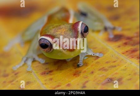 Un anfibio, una rana verde con gli occhi spalancati su una foglia Foto Stock