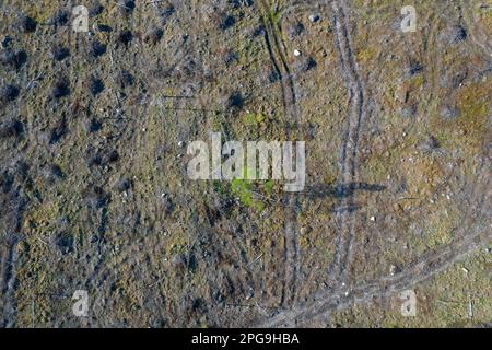 La vista aerea del taglio netto che mostra le tracce delle trebbiatrici, il taglio netto / lo svuotamento è una pratica di silvicoltura / registrazione in cui tutti gli alberi sono tagliati Foto Stock