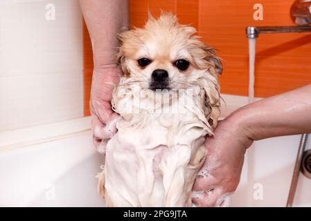 Pomeranian fa una doccia. Spitz in bagno in schiuma saponata Foto Stock