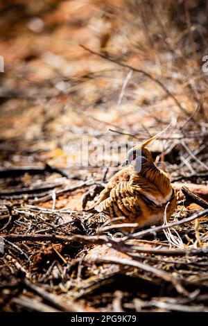 Piccione spinifex in terra Foto Stock