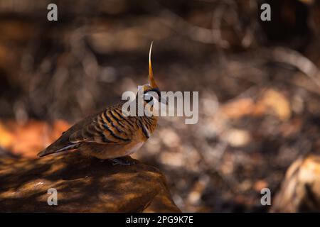 Piccione spinifex a terra in profilo Foto Stock