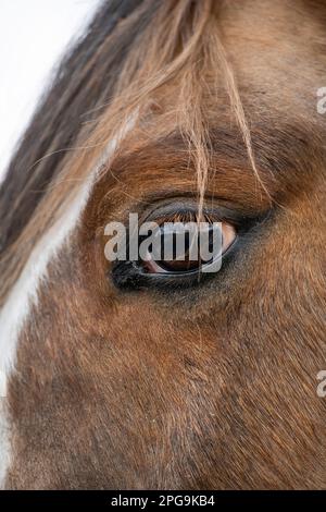 Primo piano dell'occhio di un pony di castagno con i capelli del forlock che cadono sopra la palpebra. Foto Stock