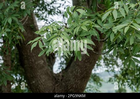 Fogliame verde di frassino a foglia stretta (Fraxinus angustifolia) Foto Stock