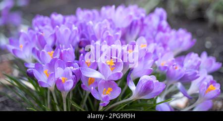 primo piano di croci violetti che crescono sul prato Foto Stock