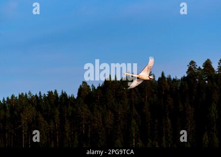 Swan vola alla luce del tramonto. Un uccello vola sopra gli alberi. Le ali sparse di un cigno. Cielo blu brillante e foresta sullo sfondo. Foto Stock