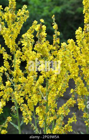 Una delle specie di mullein, Verbascum lychnitis, fiorisce in natura Foto Stock