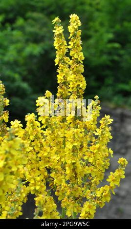 Una delle specie di mullein, Verbascum lychnitis, fiorisce in natura Foto Stock